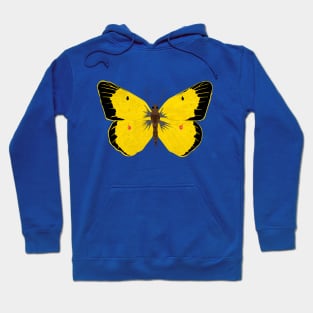 Yellow Clouded Sulphur Butterfly Hoodie